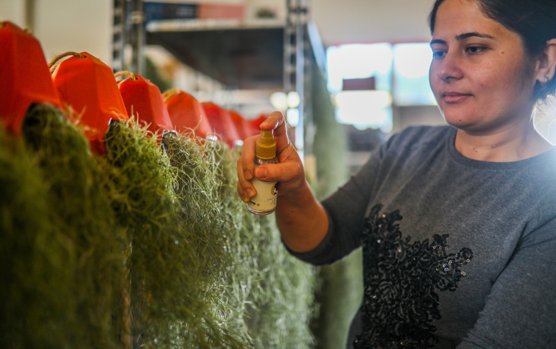 Yurt dışında getirilip yetiştirilen hava çiçeği kadınların yeni gözdesi oldu