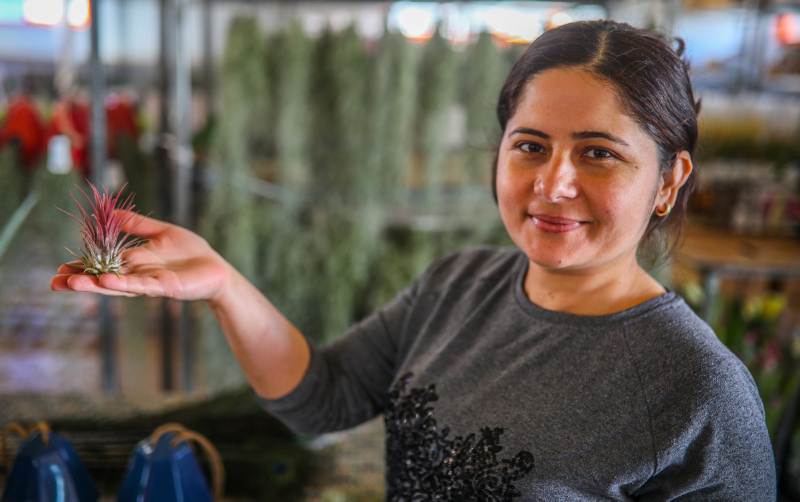 Yurt dışında getirilip yetiştirilen hava çiçeği kadınların yeni gözdesi oldu