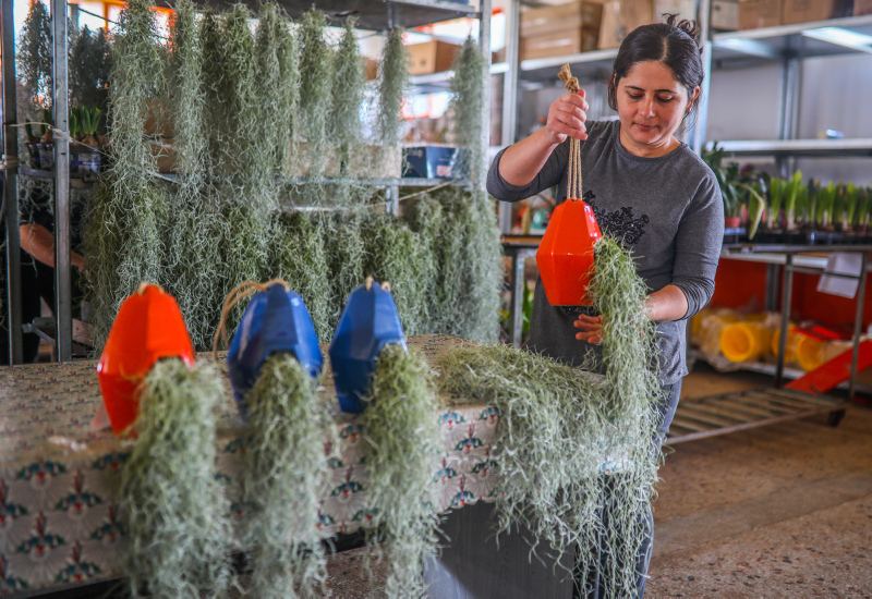 Yurt dışında getirilip yetiştirilen hava çiçeği kadınların yeni gözdesi oldu