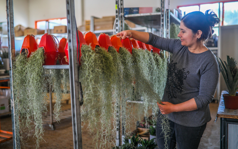 Yurt dışında getirilip yetiştirilen hava çiçeği kadınların yeni gözdesi oldu