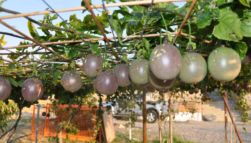 Antalya’da üretilen passifloranın kilosu bahçede 75 liradan satılıyor