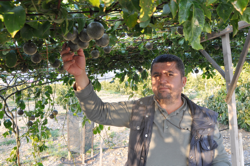 Antalya’da üretilen passifloranın kilosu bahçede 75 liradan satılıyor