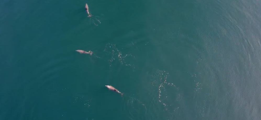 Yunusların muhteşem görüntüleri havadan böyle görüntülendi