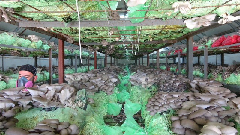 Emekli astsubay istiridye mantarında tesis kurdu yılda 40 ton üretiyor
