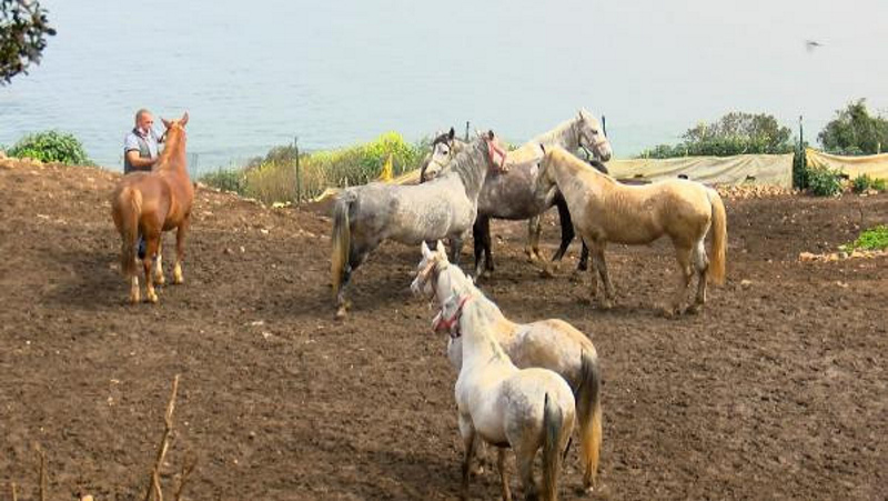 CHP’li İBB’nin 978 kayıp at skandalı büyüyor! Görevden aldı!