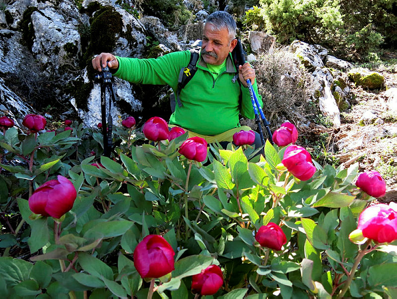 Antalya’da şakayık çiçeği alarmı! Koparmanın cezası 80 bin lira