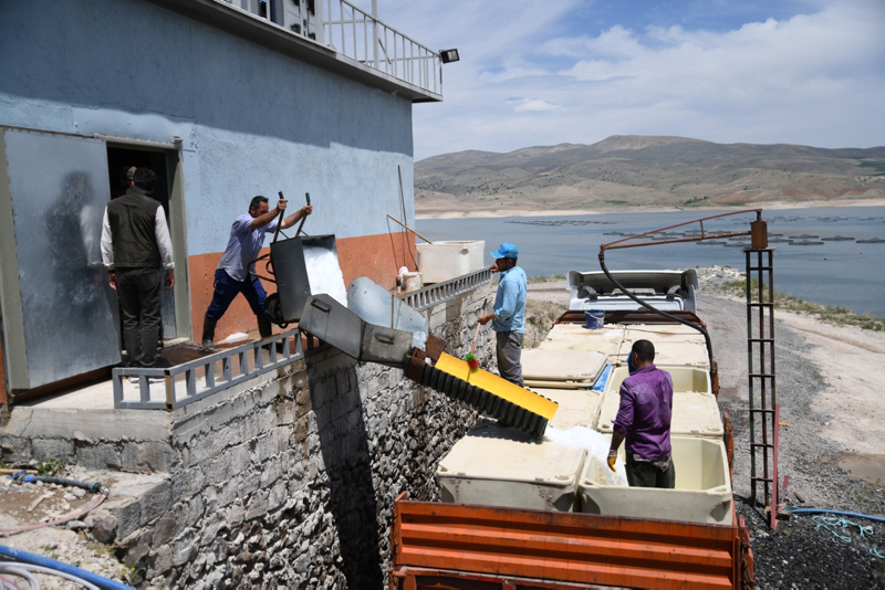 Denizi olmayan Kayseri’de somon üretimi: 3 bin tonu geçmesi bekleniyor