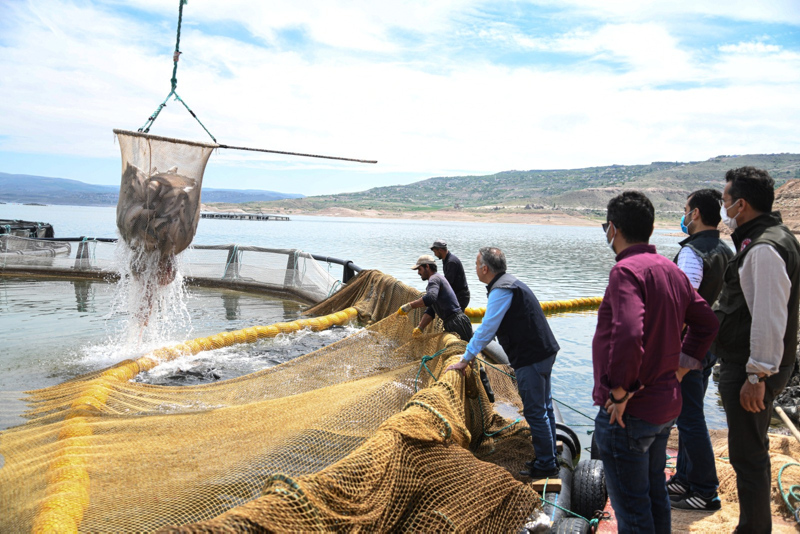 Denizi olmayan Kayseri’de somon üretimi: 3 bin tonu geçmesi bekleniyor