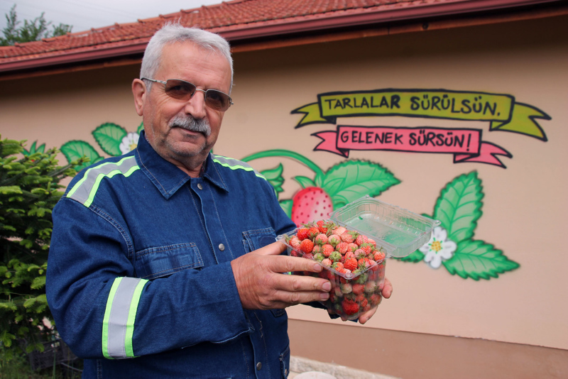 Zonguldak’ta tarlada alıcı bulan Osmanlı çileğinin hasadına başladı! Kilosu 60 lira