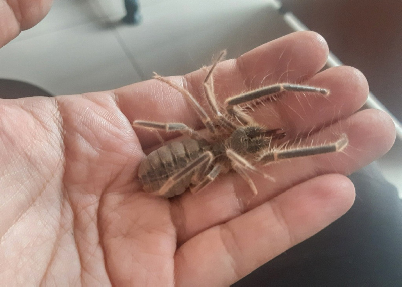 Hakkari’de yeni böğü böceği türü keşfedildi