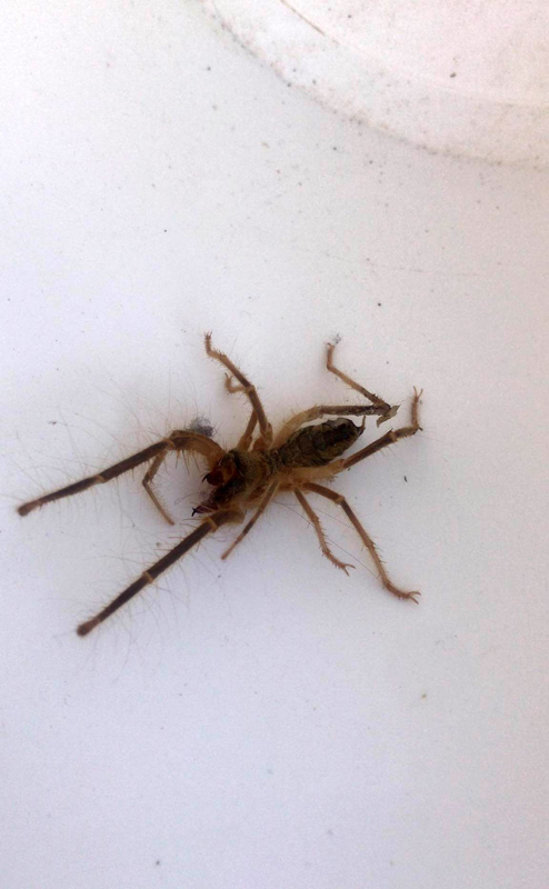 Konya’da et yiyen örümcek paniği! Sarıkız Örümceği korkuya neden oldu
