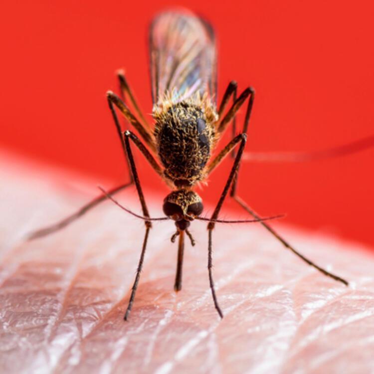 İstanbul için sivrisinek alarmı! Endişe yaratmaya devam ediyor