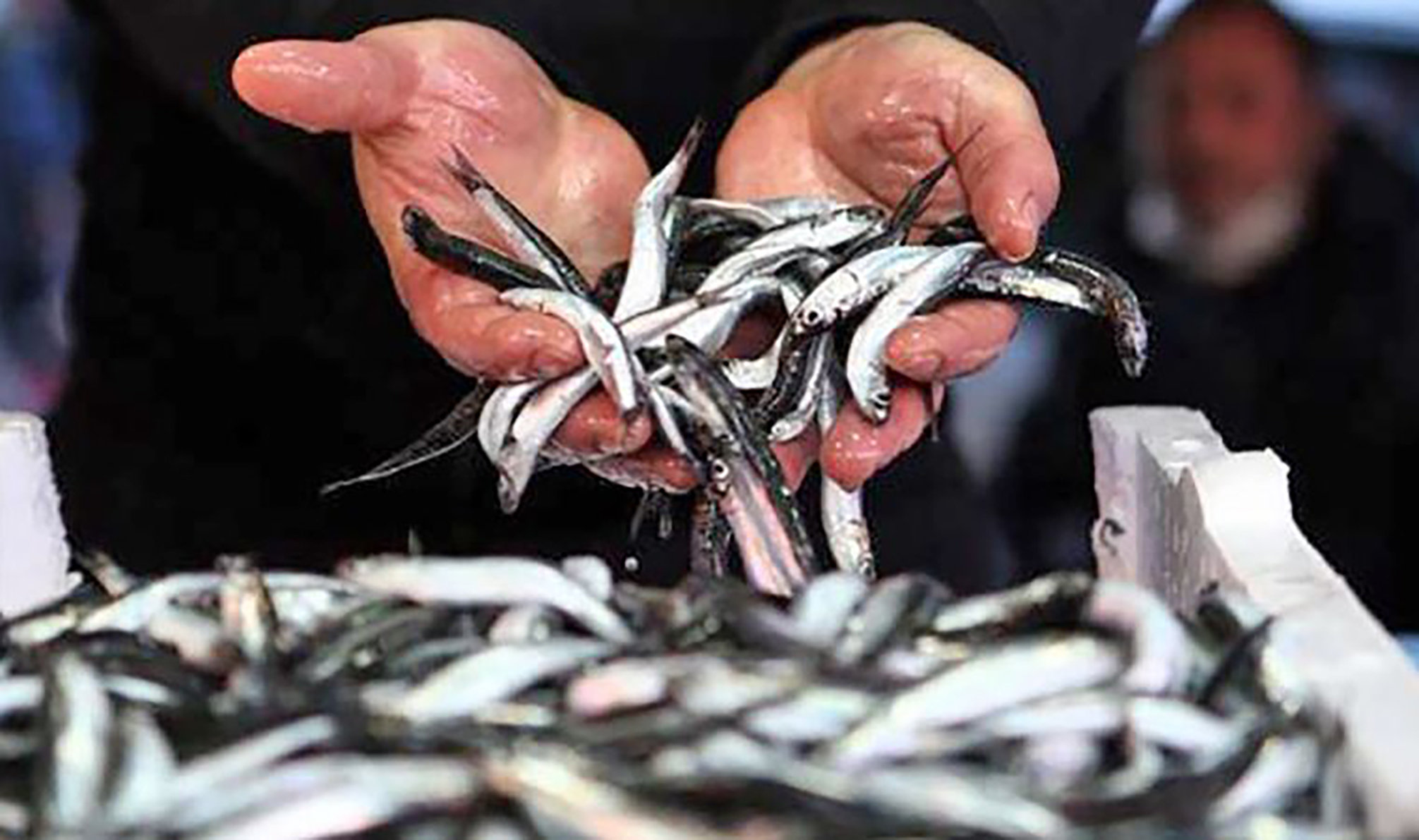 Denizlerde av sezonu 1 Eylül’de başlıyor! Balıkçılar yeni sezona hazırlanıyor: Hamside bolluk bekleniyor