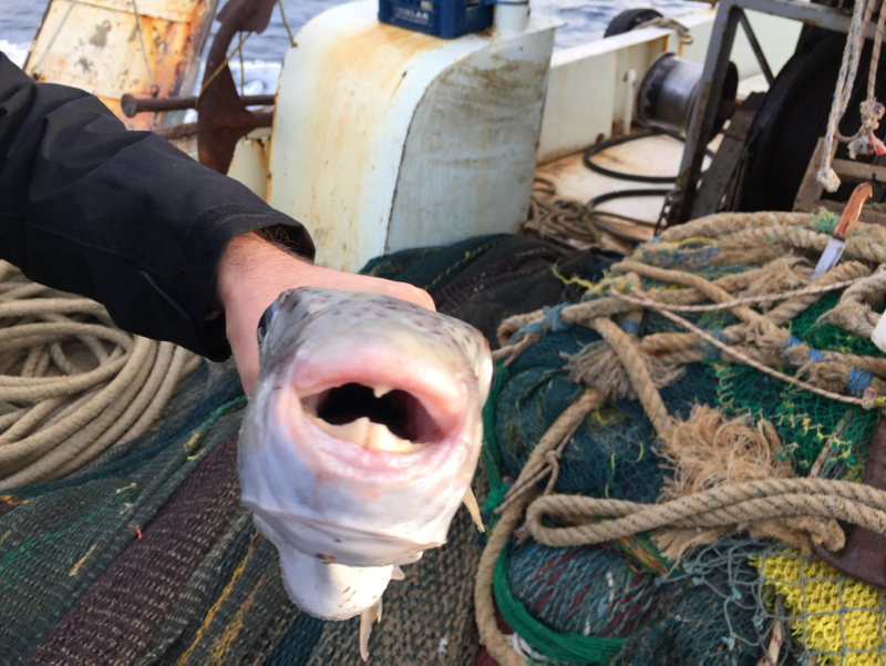 Balon balığı tebliği değişiyor! Hedef 3 yılda 16.5 milyon | Getiren balıkçıya 5 TL