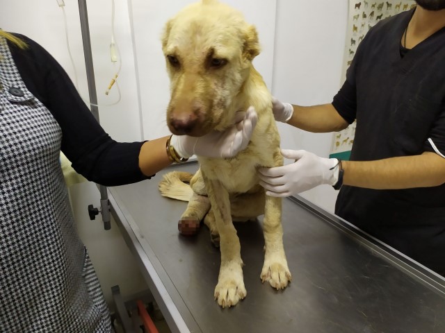 Ayağı kesildi boynuna ip geçirildi! Gaziantep’te 6 aylık köpeğe yapılan işkence pes dedirtti