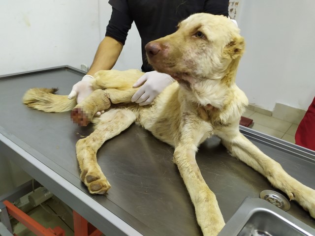 Ayağı kesildi boynuna ip geçirildi! Gaziantep’te 6 aylık köpeğe yapılan işkence pes dedirtti