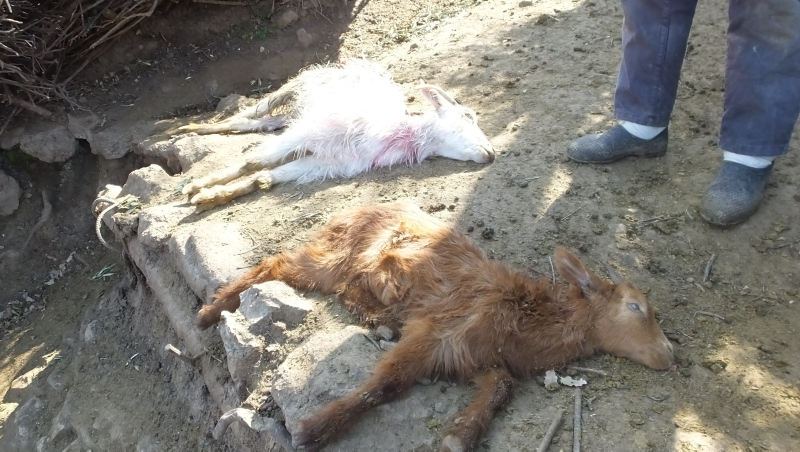 Başıboş köpekler bu kez de keçilere saldırdı! 8 hayvan telef oldu