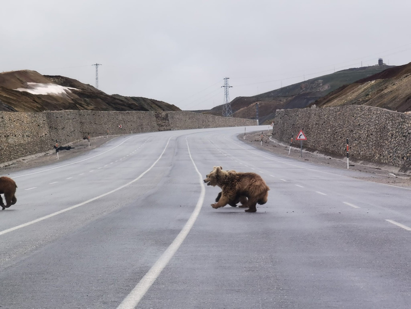 Van’da şaşkına çeviren anlar! Kış uykusundan uyanan ayılar kara yoluna indi