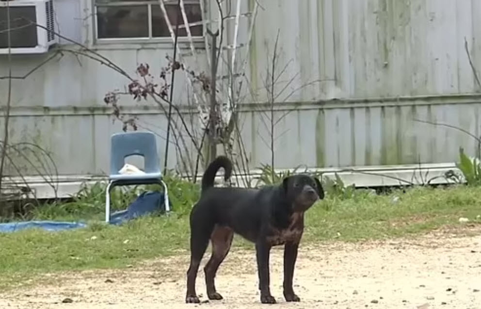 Köpek saldırısında kollarını kaybetti! Hayvanın sahibine verilen ceza tepki topladı