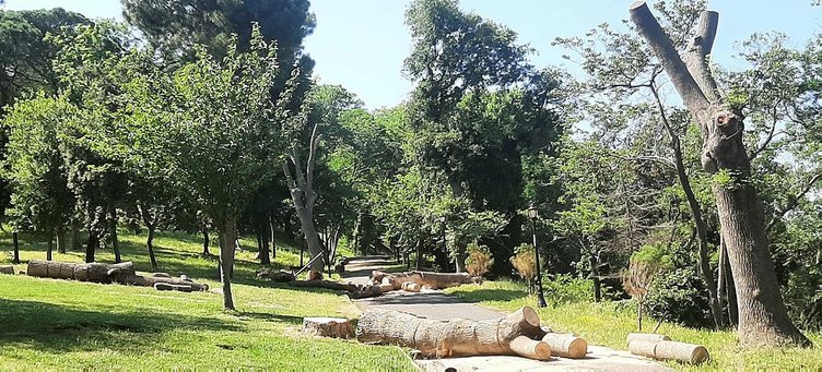 CHP’li İBB’de ağaç katliamı! Tepkiler dinmiyor: 130 tane kesildi