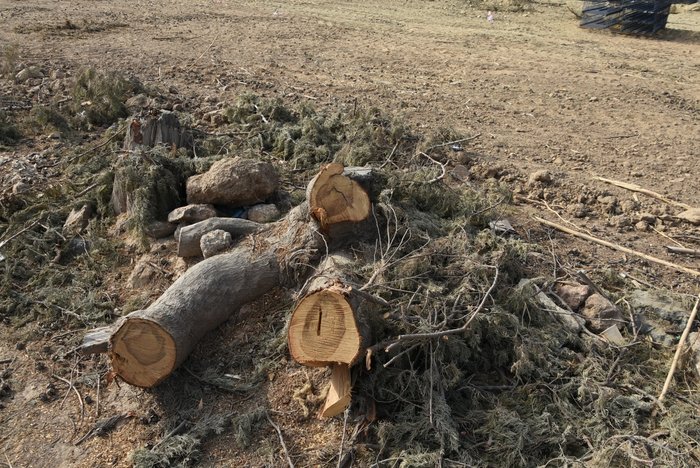 İzmir’de doğa katliamı! Sözde ağaç sever CHP yol yapmak için asırlık çamları kesti