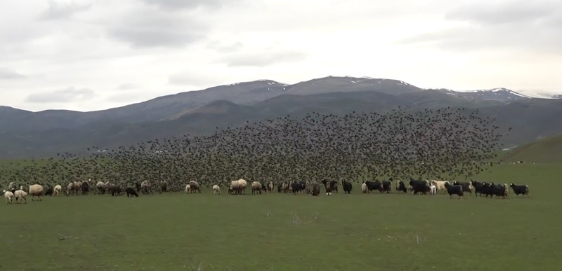 Peşlerinden ayrılmıyor! Sığırcık sürüsünün koyunlarla dansı