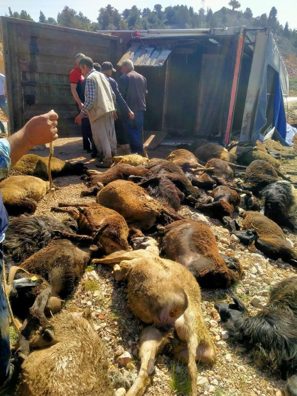 Mersin’de feci kaza! Canlı hayvan taşıyan TIR devrildi… Onlarcası telef oldu