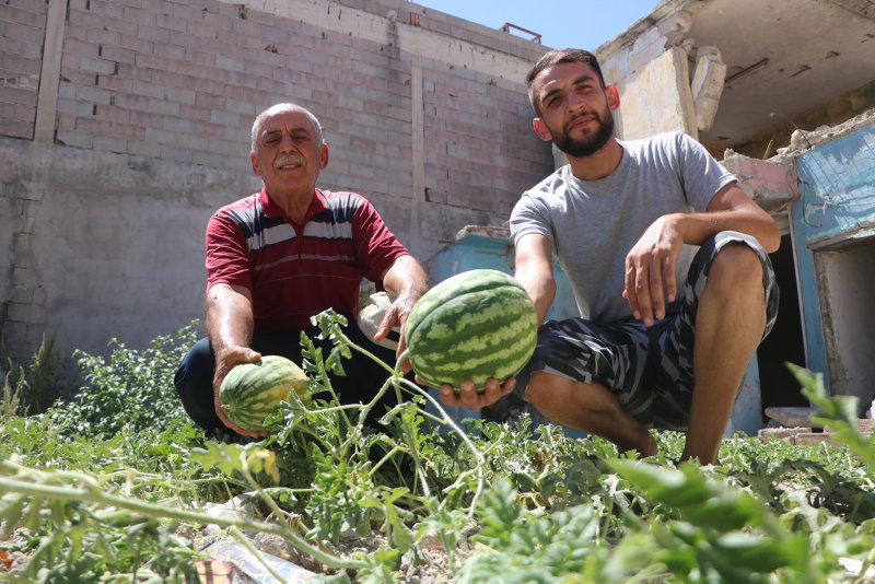 Depremde yıkılan evin enkaz yerinde karpuz yetişti