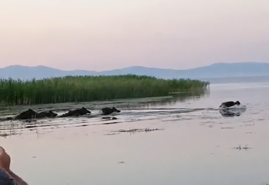 Sürü halinde ortaya çıktılar! Sazlık içinde böyle görüntülendiler