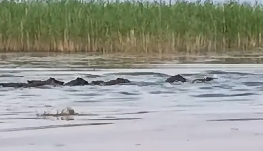 Sürü halinde ortaya çıktılar! Sazlık içinde böyle görüntülendiler