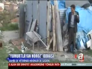 Horoz yumurtlar mı?