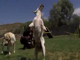 En iyi dostumuzu kurban ediyoruz