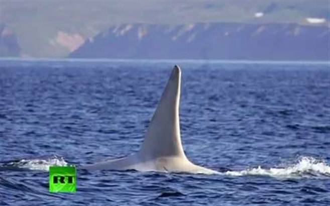 Dünya'nın ilk yetişkin Beyaz Katil Balinası