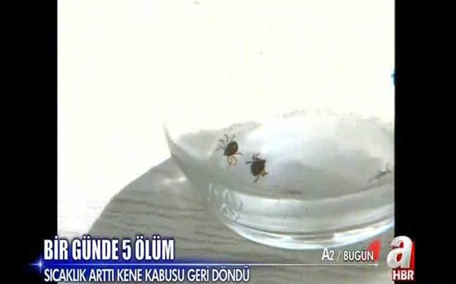 Kene kabusu geri döndü