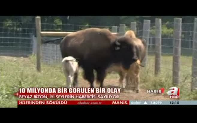 10 milyonda bir görülen olay!