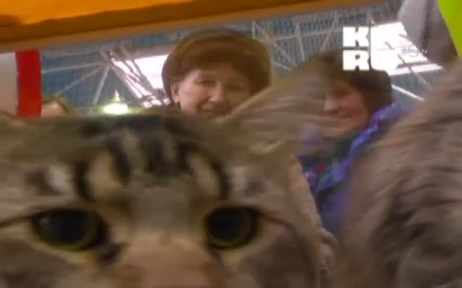 Şişman kediler yarıştı