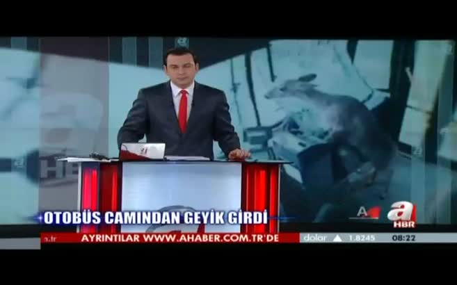 Otobüs camından geyik girdi