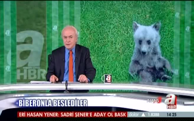 Yavru ayı koruma altında