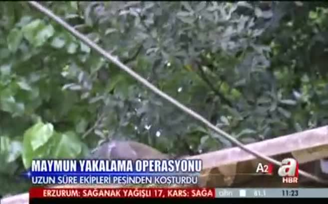 İstanbul'da maymun yakalama operasyonu