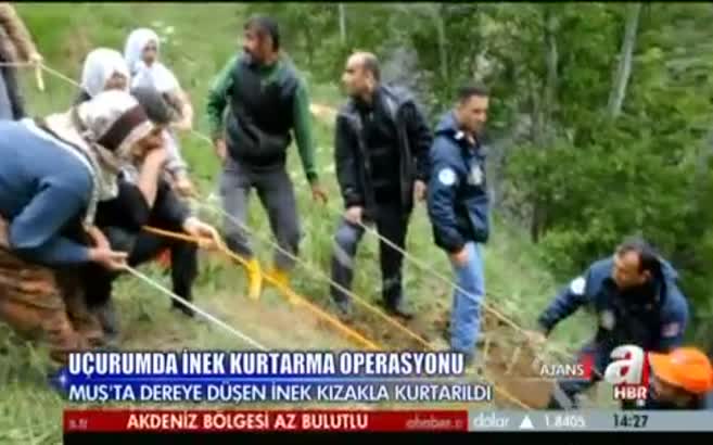 İnek kurtarma operasyonu