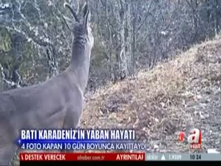 Batı Karadeniz'in yaban hayatı