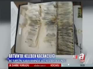 Artvin'de kelebek kaçakçılığı