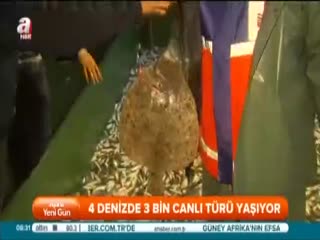 Türkiye'de balık popülasyonu