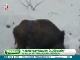 Yaban hayvanları aç kaldı