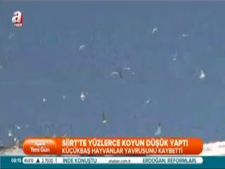 Siirt'te yüzlerce koyun düşük yaptı