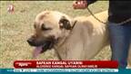 Kangal alırken dikkat!