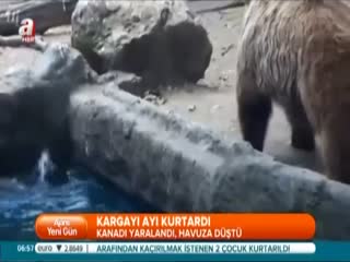 Kargayı ayı kurtardı