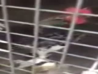 Ekmeleddin diye öten horoz