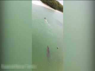 Küçük çocuk dev timsahtan yüzerek kurtuldu