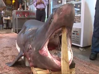 Bursalıların 'Jaws' merakı